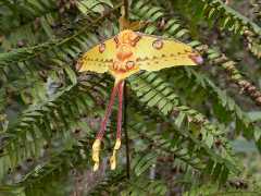 papillon